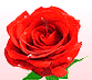 Valentines Day Gift Ideas