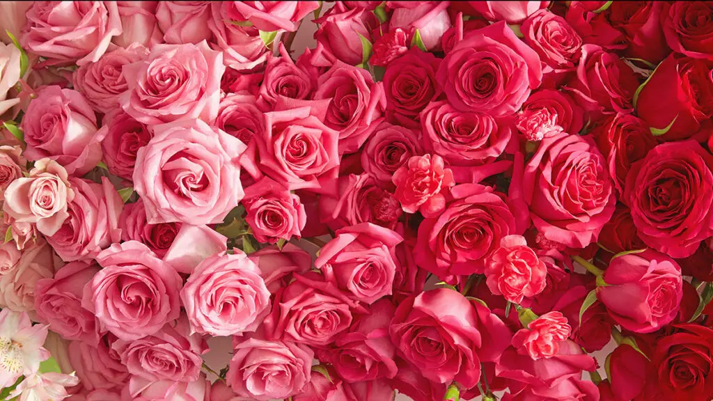 Valentine's Day Roses - Stvalentinesday.org